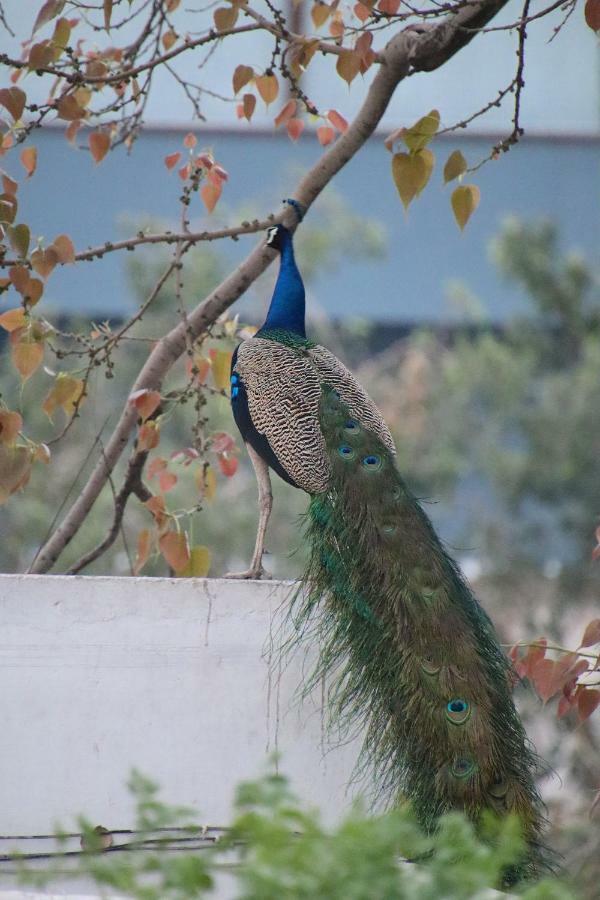 Shahar Palace Jaipur Luaran gambar